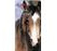 L'ABCdaire du cheval (78) – Flammarion