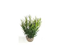 LABEO-Herbe marine verte en plastique 16 cm