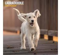 Labradoodle Calendrier traditionnel 2026