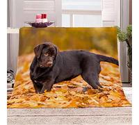 Labrador Chocolat Couverture Polaire en Microfibre 3D Impression Animaux Chien Moelleuse Couverture 1 Personne de Lit Jeté de Canapé Convient Adultes et Enfants Blanket 150x200