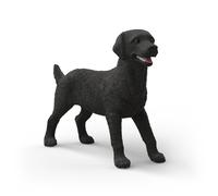 Labrador Retriever femelle noir