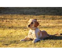 Labrador Retriever - Jeu de Puzzle en Bois de 1000 pièces : Un Jouet de Divertissement Familial Stimulant pour Les Cerveaux (14 Ans+)