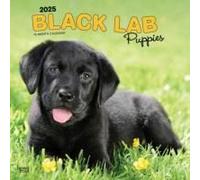 Labrador Retriever Puppies Black 2025 Sq
