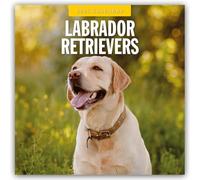 Labrador Retrievers 2025 Square Wall Calendar