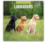 Labradors - Labradore - Labrador Retriever 2025 - 16-Monatskalender: Original Red Robin Publishing Ltd-Kalender [Mehrsprachig] [Kalender]