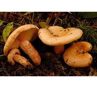 Lactarius Deliciosus - Mycelium - Champignons de forêt - Cultivez vos propres champignons !