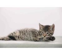 Läufer Sous-main motif chat gris 400 x 530 mm