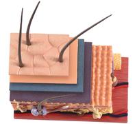 Lafeier 4D Peau humaine Modèle Cheveux Organes Assemblage Puzzle Enseignement Mannequin Science Anatomique