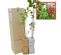 Lagerstroemia Indica - Arbre de Jupiter - Espèce Ornementale - Floraison au Printemps - Jeune Pousse de 30 cm Reçue dans une Caisse en Bois Réutilisable - Pack 2 Unités