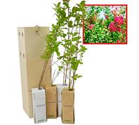 Lagerstroemia Indica - Arbre de Jupiter - Espèce Ornementale - Floraison au Printemps - Jeune Pousse de 30 cm Reçue dans une Caisse en Bois Réutilisable - Pack 4 Unités