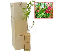 Lagerstroemia Indica - Arbre de Jupiter - Espèce Ornementale - Floraison au Printemps - Jeune Pousse de 30 cm Reçue dans une Caisse en Bois Réutilisable - 1 Unité