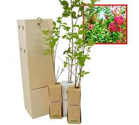 Lagerstroemia Indica - Arbre de Jupiter - Espèce Ornementale - Floraison au Printemps - Jeune Pousse de 30 cm Reçue dans une Caisse en Bois Réutilisable - Pack 3 Unités