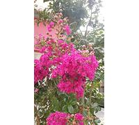 Lagerstroemia indica 'Rosea' / Lilas des Indes à fleurs roses/Conteneur de 3 à 4 litres
