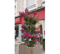 Lagerstroemia indica 'Rosea' / Lilas des Indes à fleurs roses/Conteneur de 7 à 10 litres
