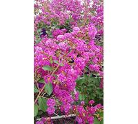 Lagerstroemia indica VIOLET D'ÉTÉ® 'Indyvio' / Lilas des Indes VIOLET D'ÉTÉ® 'Indyvio' / Conteneur de 3 à 4 litres