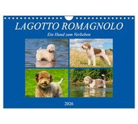 Lagotto Romagnolo - Ein Hund zum Verlieben (Wandkalender 2026 DIN A4 quer), CALVENDO Monatskalender: Der Lagotto Romagnolo auf 13 zauberhaften Kalenderblättern
