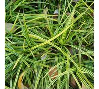 Laîche de Morrow Irish Green - Carex morrowii Irish Green 20 cm Godet 9cm