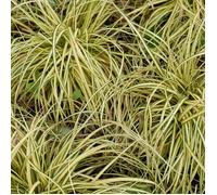 Laîche dOshima Evergold - Carex oshimensis Evergold 10/15 cm Godet 9cm