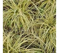 Laîche Doshima Evergold - Carex Oshimensis Evergold 10/15 cm Godet 9cm - Plante En Godet - Floraison Mai à Juin Exposition - Hauteur 10/15 Cm - Exposition Ombre ou Mi-ombre Sol