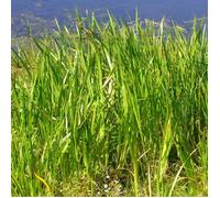 Laîche élevée Aurea - Carex elata Aurea 20/30 cm Godet 9cm