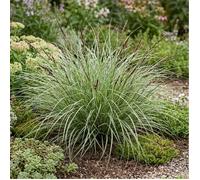 Laîche howardii Phoenix Green 40/60cm Pot 3L - Carex howardii Phoenix Green