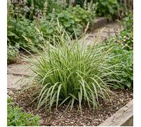 Laîche morrowii Ice Dance 40cm Pot 3L - Carex morrowii Ice Dance