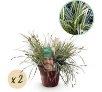 Laiche verte et blanche Carex oshimensis Everest - 2 plantes - Ø17cm - Persistante, rustique & facile d'entretien - Feuilles blanches-vertes - Hauteur env. 50cm - Polyvalente & durable