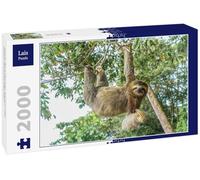 Lais Puzzle Costa Rica Paresseux Arbre Suspendu à Trois Doigts 2000 pièces