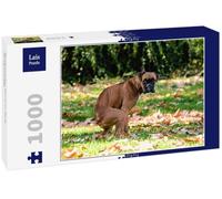 Lais Puzzle Tas de Boxer, Chien dans Le Parc, crotte de Chien 1000 pièces