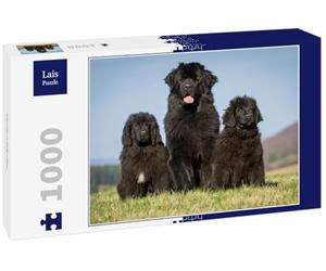 Lais Puzzle Terre-Neuve 1000 pièces