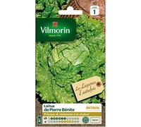 Laitue Batavia de Pierre Bénite - Légumes d'Autrefois