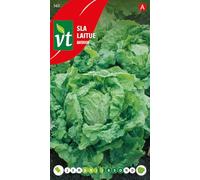 Laitue Batavia Graines - Pommée à feuilles agréablement croquantes