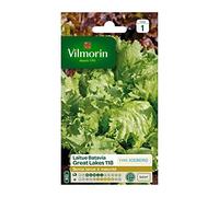 Laitue Batavia Great Lakes 118 (Type Iceberg)