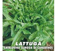 Laitue Catalogne Langue de Canari Graines en Enveloppe