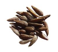 Laitue de Printemps St-Antoine Bio - Lactuca Sativa | Lactuca Sativa