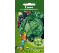 Laitue Grosse blonde paresseuse
