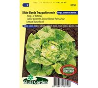 Laitue pommée Grosse Blonde Paresseuse - Laitues & Romaines