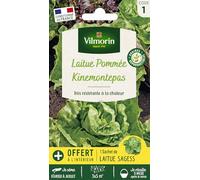 Laitue Pommée Kinemontepas + échantillon Sagess