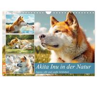 L'Akita Inu dans la nature. La beauté noble et douce du Japon (Calendrier mural 2026 DIN A4 horizontal), CALVENDO calendrier mensuel