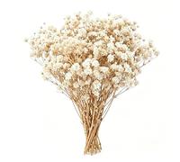 LAKPYN 50 PièCes Souffle De BéBé Fleurs SéChéEs,Pour Diy Cadres Photo, Marque-Pages, Cartes De VœUx,DéCoration De Fleurs Artificielles,Collection De Cadeaux(Blanc Cassé)