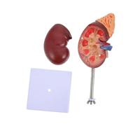 LALADEFIEE Détachable avec Base pour Analyse Médicale et Démonstration Corps Humain Structure Interne Détaillée Enveloppe Externe et Médulla Modèle Viscères pour Enseignement