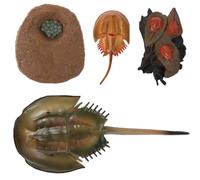 LALADEFIEE Modèle de Cycle de Croissance du Crustacé en Éducatif 1 Pièce, Figurine Réaliste en Plastique, Outil Pédagogique Scientifique pour Garçon et Filles, Apprentissage du Cycle de Vie