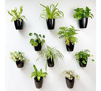 LaLaGreen Lot de 10 pots de fleurs muraux pour plantes d'intérieur - 10,2 cm - Noir - Auto-arrosage - Style hydroponique vertical - Support mural à suspendre au mur