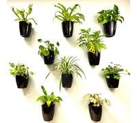 LáLáGreen Lot de 10 Pots de Fleurs muraux pour Plantes d'intérieur - 12,7 cm - Noir - Auto-arrosage - Système de Pots muraux écologiques à Suspendre - Support Mural Tendance pour Plantes d'intérieur