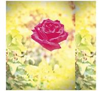 Lambchop - Trip [Cd]