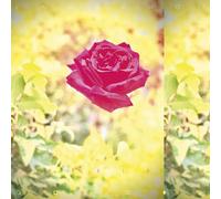 Lambchop - Trip [Cd]