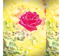 Lambchop - Trip (Vinyl Yellow Limited Edt.)