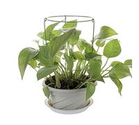 LAMF Lot de 6 cages de support pour plantes rondes et robustes pour plantes en pot, métal recouvert de plastique, idéal pour une utilisation en intérieur et en extérieur, soutien tout au long de la
