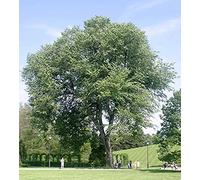 Lampa, Rachael - Karaoke: No Greater Love