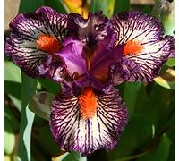 Lampadine Iris,Bulbi da fiore,issimi Fiori Recisi,Decorazione Domestica,Dea Arcobaleno,Decorazione del balcone-10 Bulbi,3